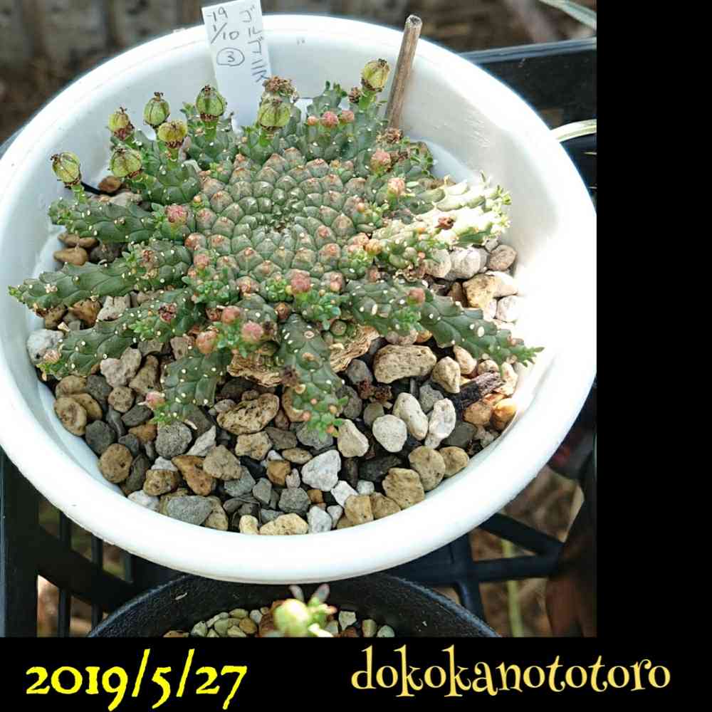 最新作得価N■ Euphorbia gorgonis ■ ユーフォルビア・ゴルゴニス ■■■■■■■ サボテン