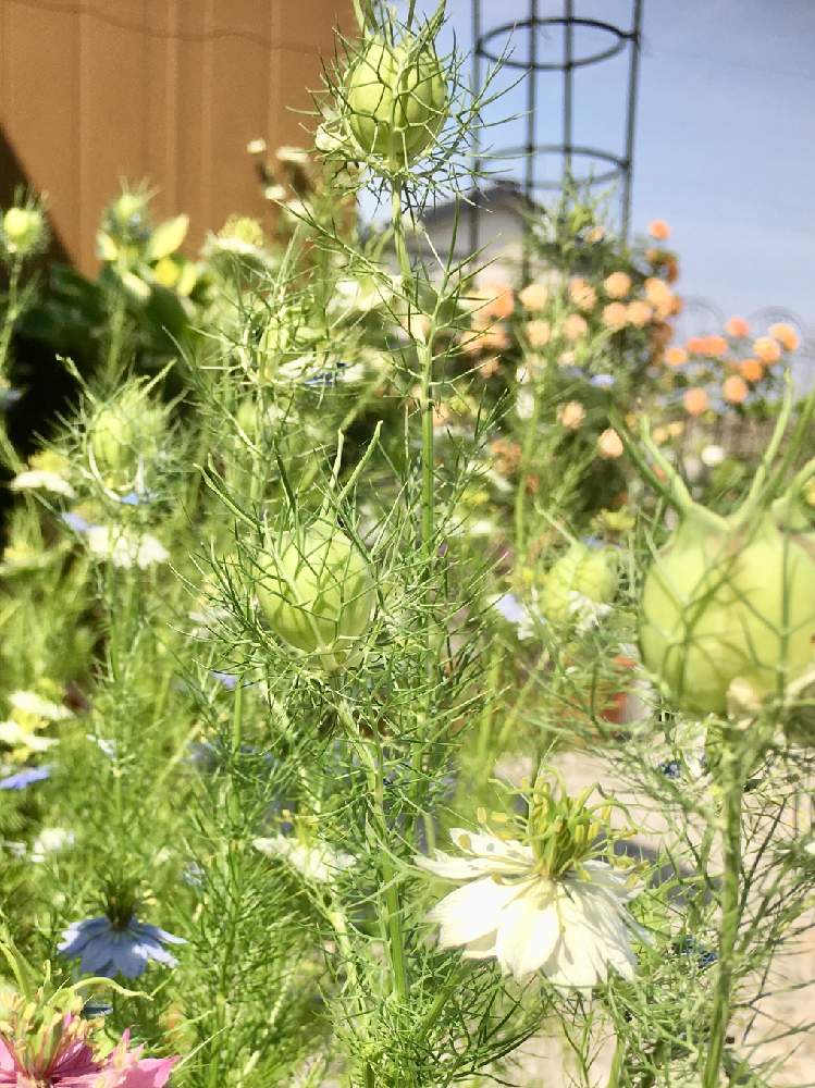 ニゲラの投稿画像 By 紺色の白鳥さん 鉢植えと19年 初夏と種から 19月5月28日 Greensnap グリーンスナップ