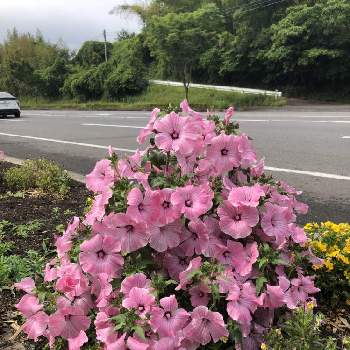 道路脇で花盛りの投稿画像一覧 Greensnap グリーンスナップ