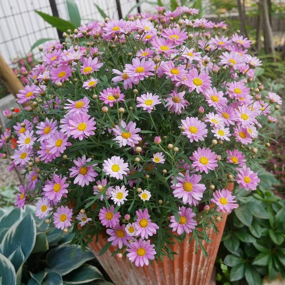 マーガレットの投稿画像 By 花の首飾りさん ボンザマーガレットと小さな庭と庭の花と可愛い花とお庭を彩るお花 樹木フォトコンとサントリー フラワーズとgs映えとサントリーと鉢植えと花のある暮らしとかわいいと豪華な花と庭の花と可愛い花とお庭を彩るお花 樹木