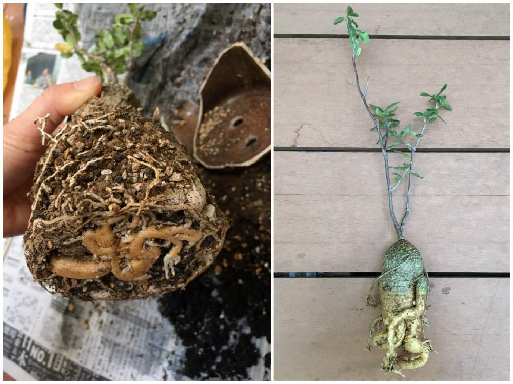 フォッケア エデュリス 火星人 の投稿画像 By ベルさん 植え替えとコーデックスと根塊植物と火星人 フォッケア 19月5月28日 Greensnap グリーンスナップ