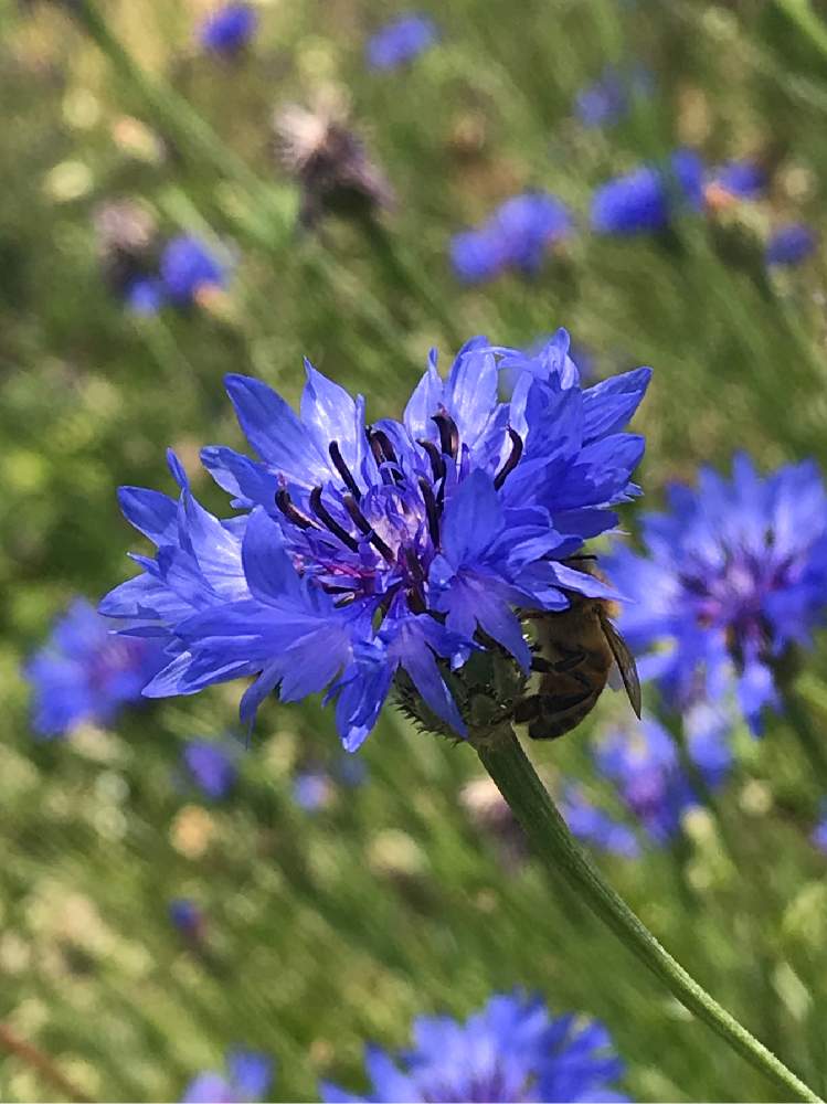 お出かけ先の投稿画像 By ふにゃふにゃさん ハーブガーデンといい天気と矢車草 ヤグルマギク とコーンフラワー 矢車菊 と小さな訪問者とお散歩とお花は癒しとかわいいねとハーブガーデンといい天気と矢車草 ヤグルマギク とコーンフラワー 矢車菊 と小さな訪問者とお散歩