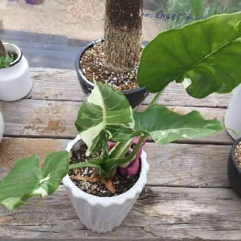 班入りクワズイモの投稿画像一覧 Greensnap グリーンスナップ