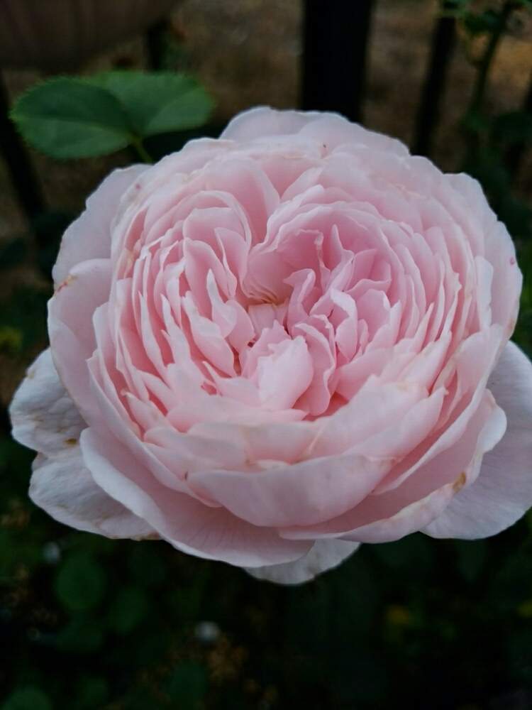 薔薇 クイーンオブスウェーデンの投稿画像 By Ribuさん 花のある暮らしとバラ クイーンオブスウェーデンとかわいいね 19月5月28日 Greensnap グリーンスナップ