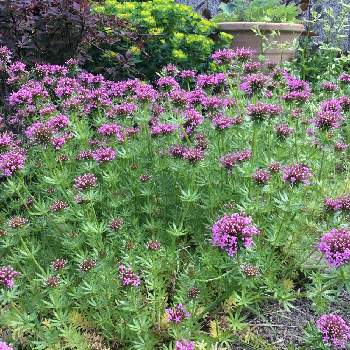 フォプシス・スティローサの画像 by あおいねこさん | 小さな庭とフォプシス・スティローサと耐寒性宿根草と北海道とピンク❤︎ピンクとグランドカバーの花