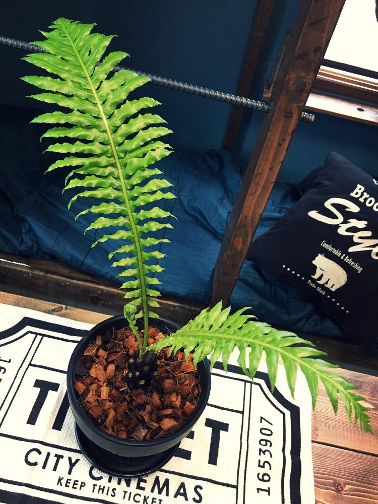 シダ植物 ブレクナム シルバーレディ 幹上がり 陶器鉢上