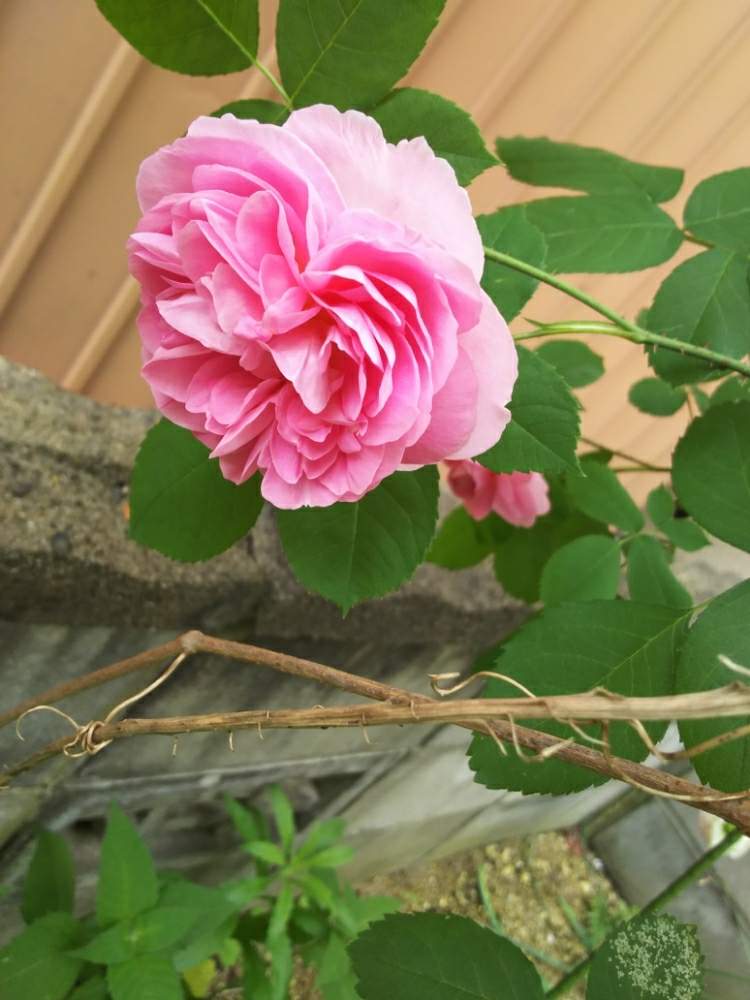 ガートルード ジェキルの投稿画像 By たむらいんさん イングリッシュ ローズと植中毒とばら バラ 薔薇と正直すまんかったとバラとゆめclubと緑のある暮らしと丈夫な子 と香りの良いバラとなんとかなると花のある暮らし 19月5月28日 Greensnap グリーンスナップ