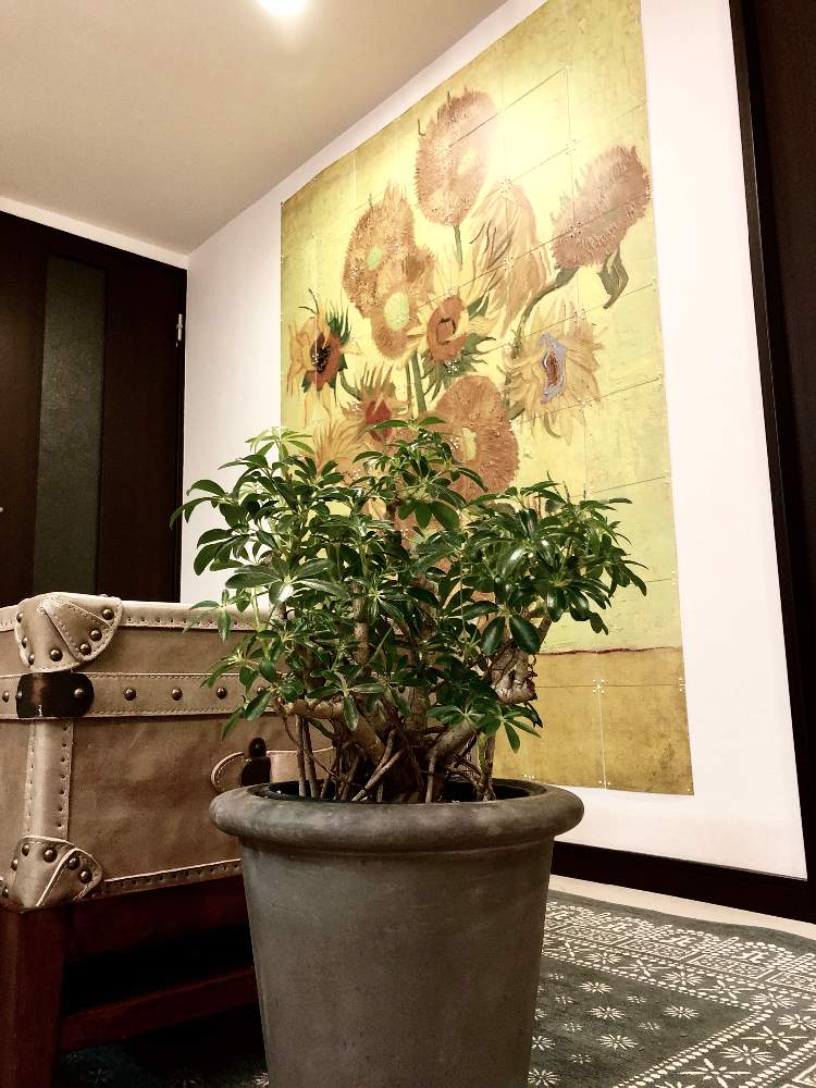 シェフレラコンパクタの投稿画像 By Guriさん みどりのある暮らしと観葉植物と気根とお気に入り室内 ボタニカルスポットとルカさんと鉢カバーと部屋とみどりのある暮らしと観葉植物と気根とお気に入り室内ボタニカルスポットとルカさんと鉢カバー 19月5月28日