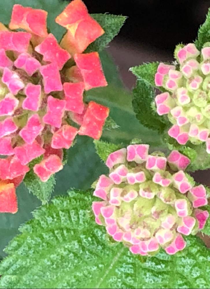 ランタナの投稿画像 By まきちゃんさん ランタナ七変化とバルコニー ベランダとピンクの花と日当たり良好バルコニーと鉢植えと小さい 花と花のある暮らしと淡いピンクとピンクの花と日当たり良好バルコニーと鉢植えと小さい花と花のある暮らしと淡いピンク 19月5月28日