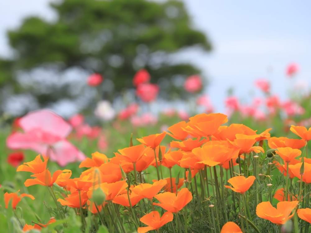 ポピーの投稿画像 By Takosyaさん 平塚市とファインダー越しの私の世界と献花と平塚イシックス馬入のお花畑とi Kanagawaと相模川沿いと 神奈川の風景 19月5月28日 Greensnap グリーンスナップ ポピーの投稿画像 By Takosyaさん 平塚市とファインダー越しの私の世界と献花と平塚イシックス馬入のお花畑とi Kanagawaと相模川沿いと 神奈川の風景 19月5月28日 Greensnap グリーンスナップ