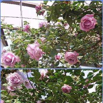 つるブルームーンの画像 by 花のおもちゃ箱さん | 小さな庭と咲いた！とつるバラと花のある暮らしとつるブルームーン