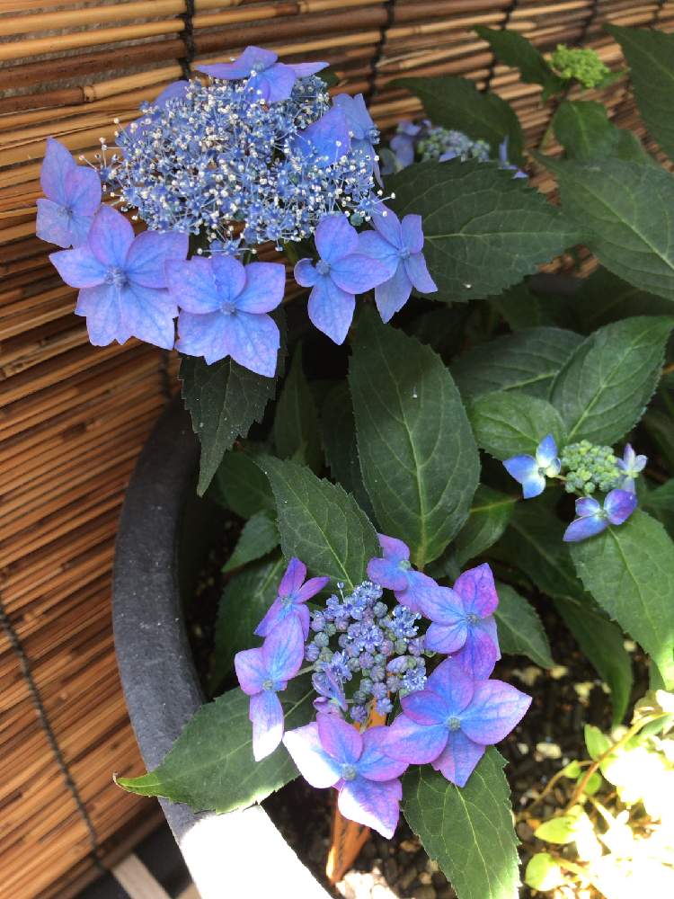 山紫陽花 藍姫 の投稿画像 By 犬丸さん バルコニー ベランダとベランダガーデンと緑のある暮らしとベランダ緑化と鉢植えと花のある暮らしとベランダ ガーデンと緑のある暮らしとベランダ緑化と鉢植えと花のある暮らし 19月5月29日 Greensnap グリーンスナップ