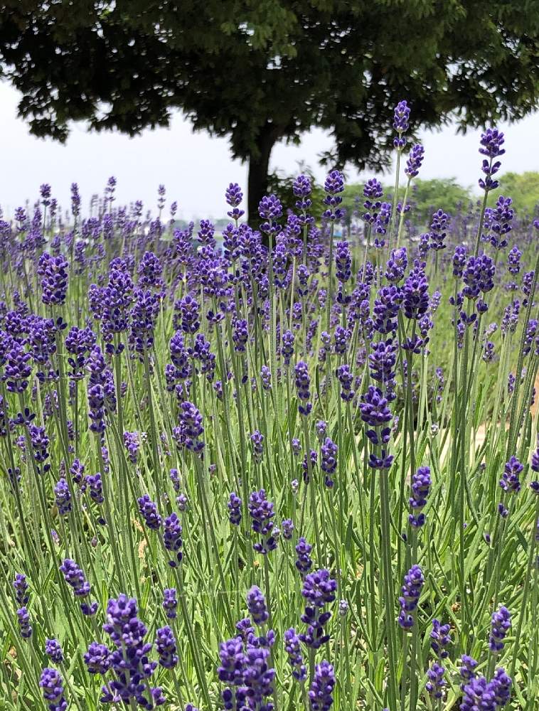 ラベンダーの投稿画像 By Yuri 3さん 花のある暮らしとナチュラルスタイルと埼玉県ラベンダー堤 19月5月29日 Greensnap グリーンスナップ
