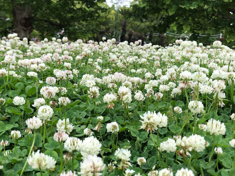 シロツメクサの投稿画像 By 和さん かわいいと白い花と名古屋市鶴舞公園 19月5月29日 Greensnap グリーンスナップ
