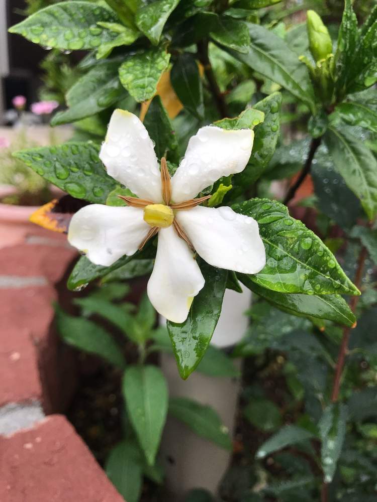 クチナシの投稿画像 By もちくみさん いい香りと白い花と花のある暮らしと待ってたよ 19月5月 29日 Greensnap グリーンスナップ