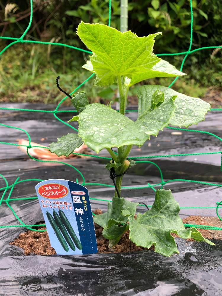 風神 キュウリ の投稿画像 By Maii0316さん 令和最初の植物と害虫駆除と多肉女子と手作り防虫スプレーとgreensnapmarcheと花のある暮らしとつぼみがつくと家庭菜園奮闘日記とgreen Up と成長した 19月5月29日 Greensnap グリーンスナップ