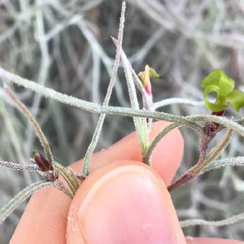 ウスネオイデスの花の投稿画像一覧 Greensnap グリーンスナップ