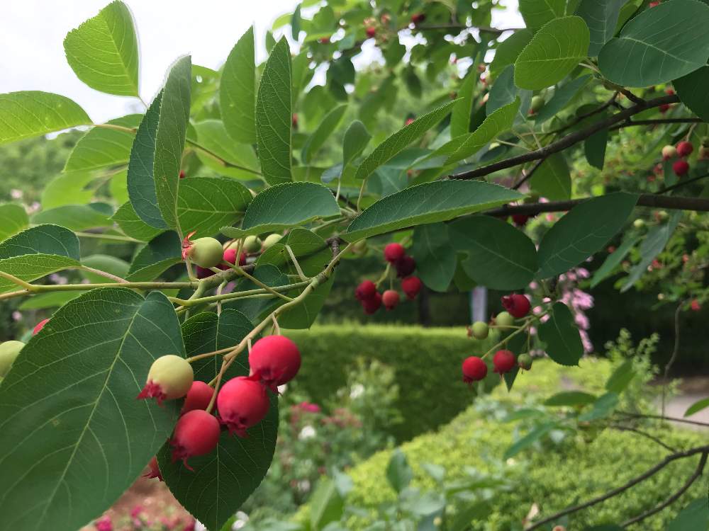 ジューンベリーの投稿画像 By じゅんさん 赤い実と花フェスタ記念公園 19月5月29日 Greensnap グリーンスナップ