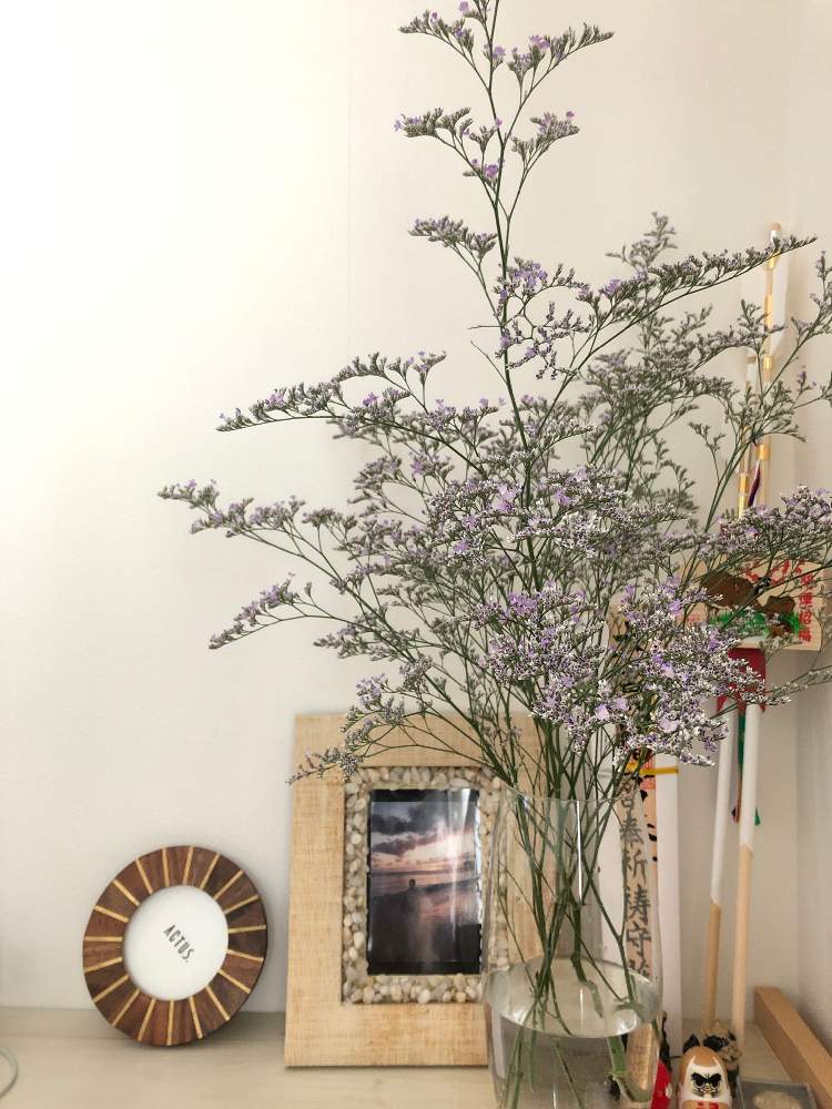 スターチス エバーライトの投稿画像 By Minaさん 19月5月29日 Greensnap グリーンスナップ Greensnap グリーンスナップ