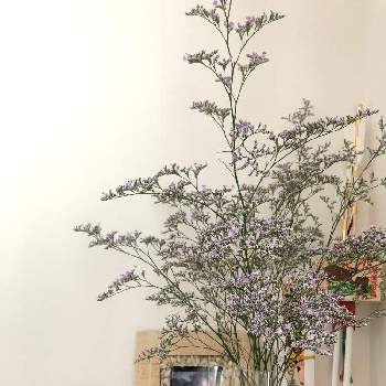 スターチス エバーライトの投稿画像一覧 Greensnap グリーンスナップ