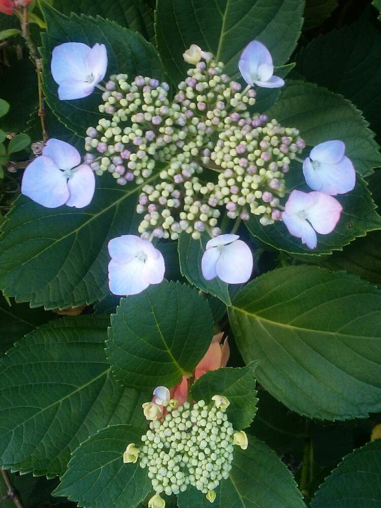 令和最初の植物の投稿画像 By 福岡ひろさん 夏の花達と夏の植物達と道端の草花と身近にある花達と令和元年の花だなと令和の植物達 19月5月29日 Greensnap グリーンスナップ