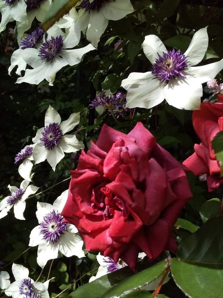 クレマチステッセンの投稿画像 By うさこさん バラ テラコッタと花のある暮らしと小さな庭と我が家の庭と花のある暮らしと我が家の庭 19月5月29日 Greensnap グリーンスナップ Greensnap グリーンスナップ