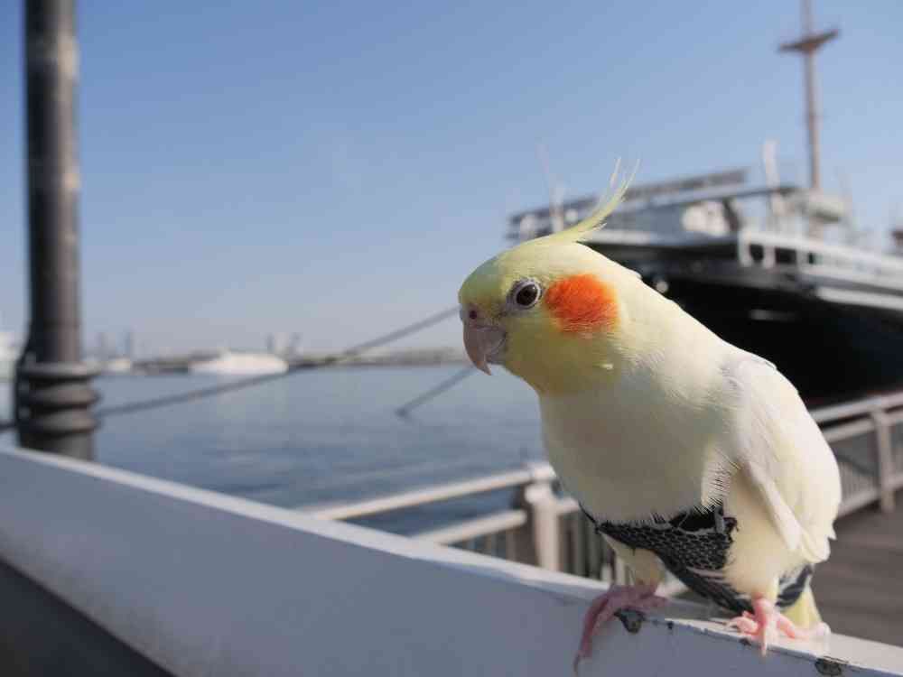 ゆず花さんの山下公園への投稿