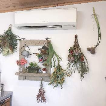 アリウム丹頂 の投稿画像一覧 Greensnap グリーンスナップ