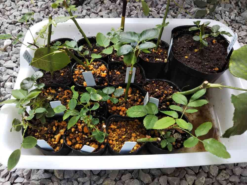 🌹まきちゃん流挿し木🌹｜🍀GreenSnap（グリーンスナップ）