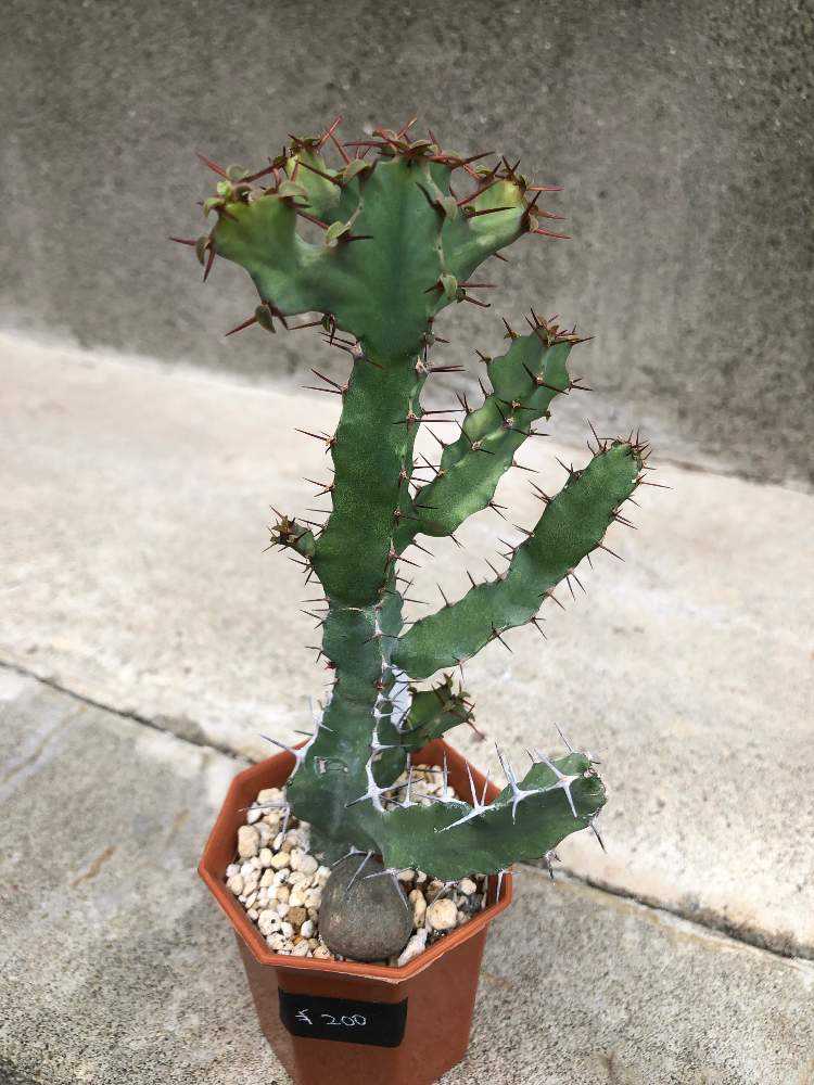 ユーフォルビア・大鳳角(カクタス？｜🍀GreenSnap（グリーンスナップ）