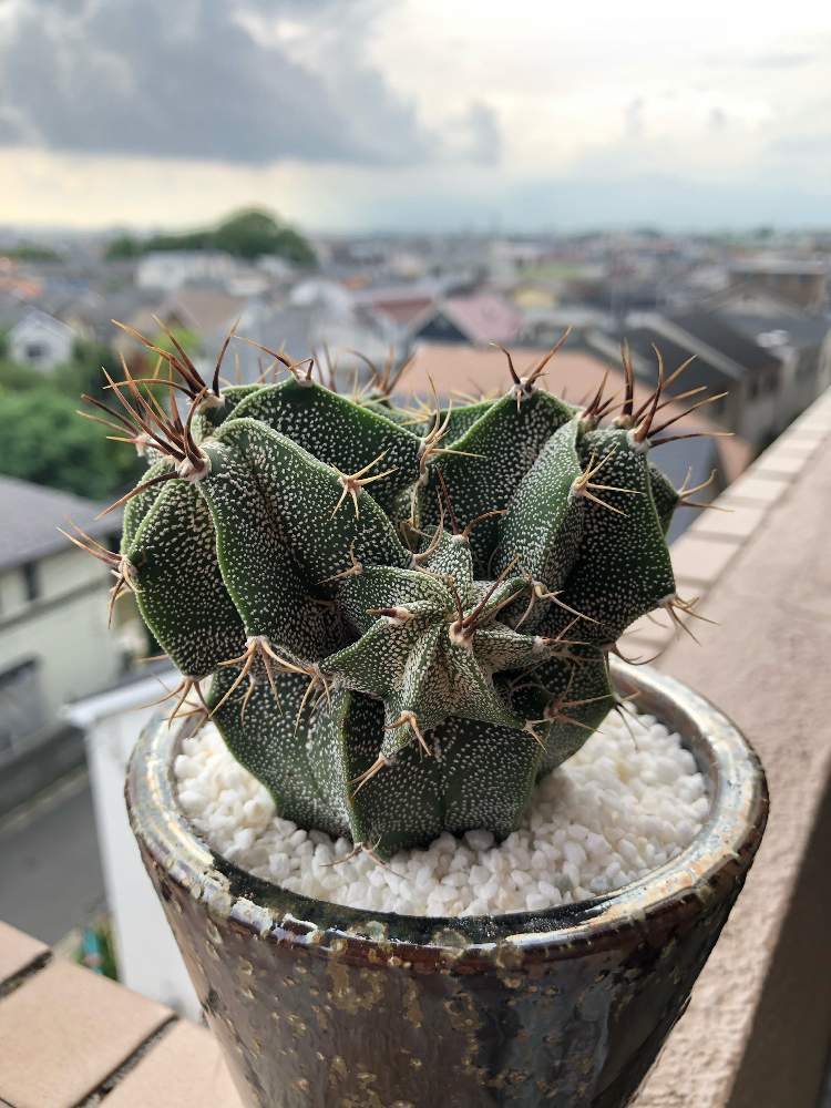 アストロフィツム 般若の投稿画像 By みどっちさん バルコニー ベランダとサボテン科とトゲトゲとサボテン とぶつぶつトゲトゲごつごつと多肉植物とサボテンとサボテン科とトゲトゲとサボテン とぶつぶつトゲトゲごつごつと多肉植物とサボテン 19月5月29日