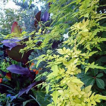 オーレア。の画像 by デイジーさん | 小さな庭とカンナとジャスミン・フィオナサンライズと夏っぽいとカラーリーフと葉っぱのある暮らしとトロピカルと葉っぱとオーレア。と銅葉とナツ☀️ナツ☀️ナツ