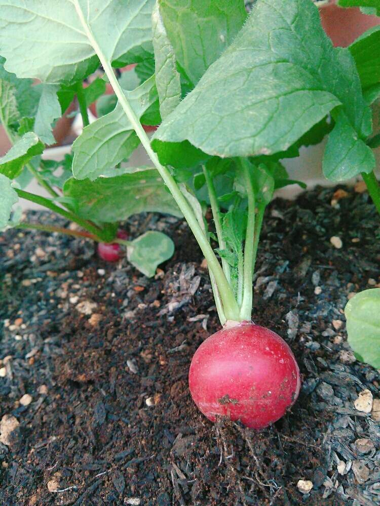 プランター野菜の投稿画像 By とーまス さん かわいい とおやさいと収穫と家庭菜園奮闘日記とラディッシュ 19月5月29日 Greensnap グリーンスナップ