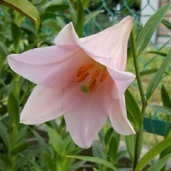 ピンクの鉄砲百合の投稿画像一覧 Greensnap グリーンスナップ