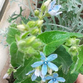 ブルースター花の投稿画像一覧 Greensnap グリーンスナップ