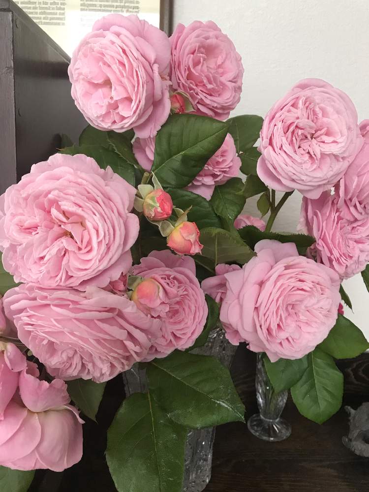 マリーヘンリエッタの投稿画像 By Vogel さん 地植えとつるバラと丈夫なバラとばら バラ 薔薇 19月5月29日 Greensnap グリーンスナップ