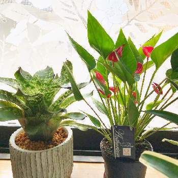 テーブルアンスリウムの画像 by azusaさん | 窓辺とフリーセアとテーブルアンスリウムと観葉植物とブロメリアと植中毒とDUMMEN ORANGと『窓辺に飾られた植物』フォトコンテスト