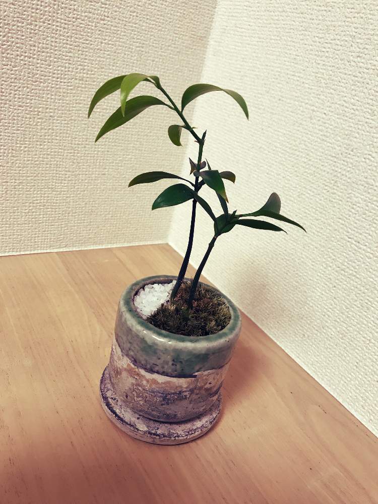 ラブリー観葉 植物 ナギ 風水 すべての美しい花の画像