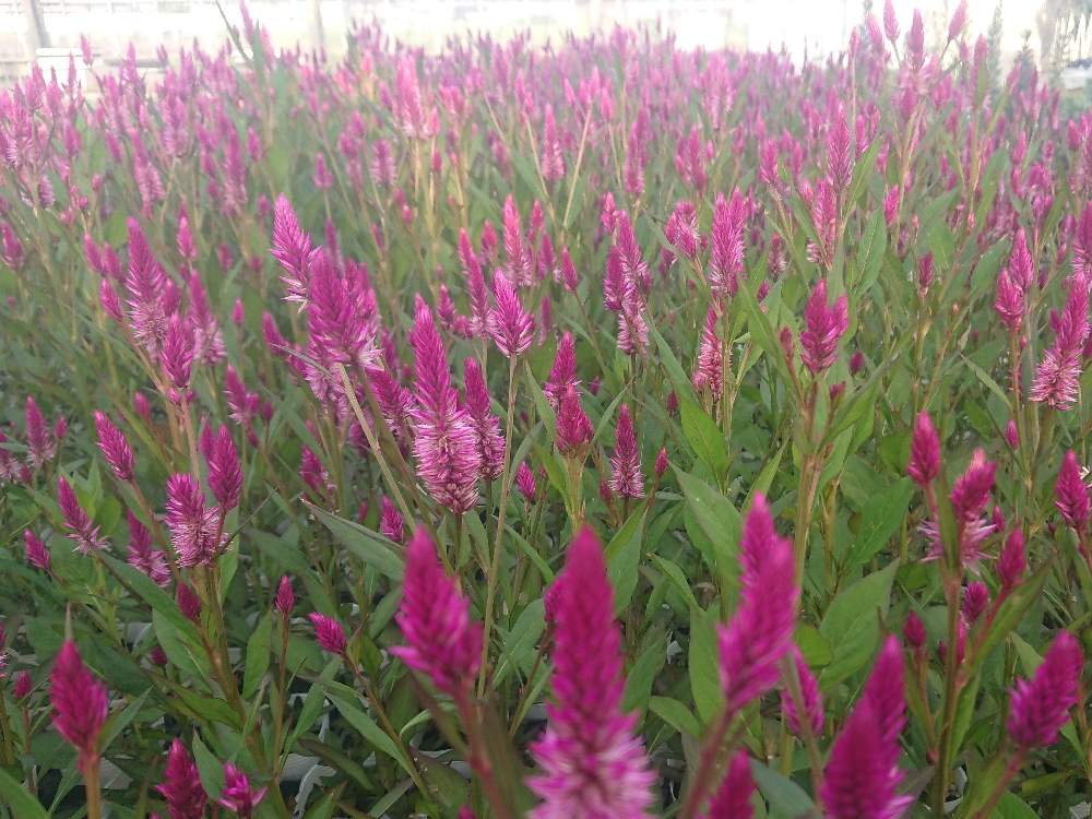 セロシア アジアンガーデンの投稿画像 By ののたろうjr さん お出かけ先とガーデニングとニョキニョキと花のある暮らしと切り花にとガーデニングとニョキニョキと花のある暮らしと切り花に 19月5月30日 Greensnap グリーンスナップ Greensnap グリーン