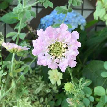 スカビオサ ピンクレースの投稿画像一覧 Greensnap グリーンスナップ