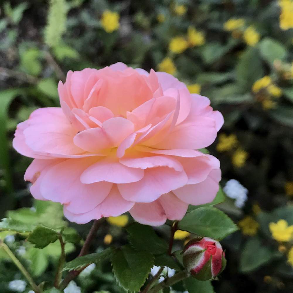 美しい花の画像 ラブリー可愛い 花