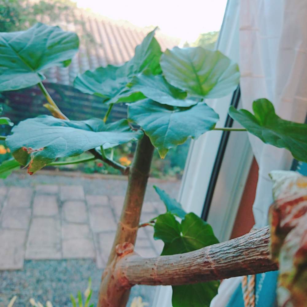 ウンベラータの投稿画像 By ミムラさん インドアグリーンとみどりのある暮らしと観葉植物と窓辺の植物たちと緑のある暮らしとフィカス属とリビング 19月5月30日 Greensnap グリーンスナップ