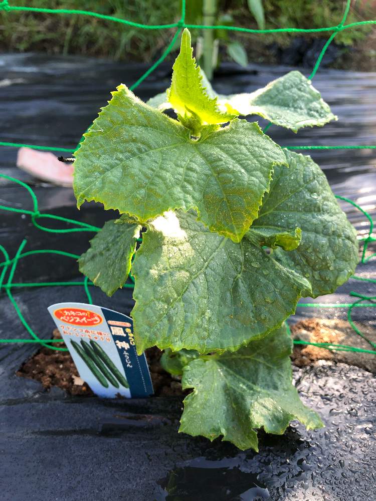 風神 キュウリ の投稿画像 By Maii0316さん 令和最初の植物と害虫駆除と多肉女子と手作り防虫スプレーとgreensnapmarcheと花のある暮らしと家庭菜園奮闘日記とgreen Up 19月5月30日 Greensnap グリーンスナップ