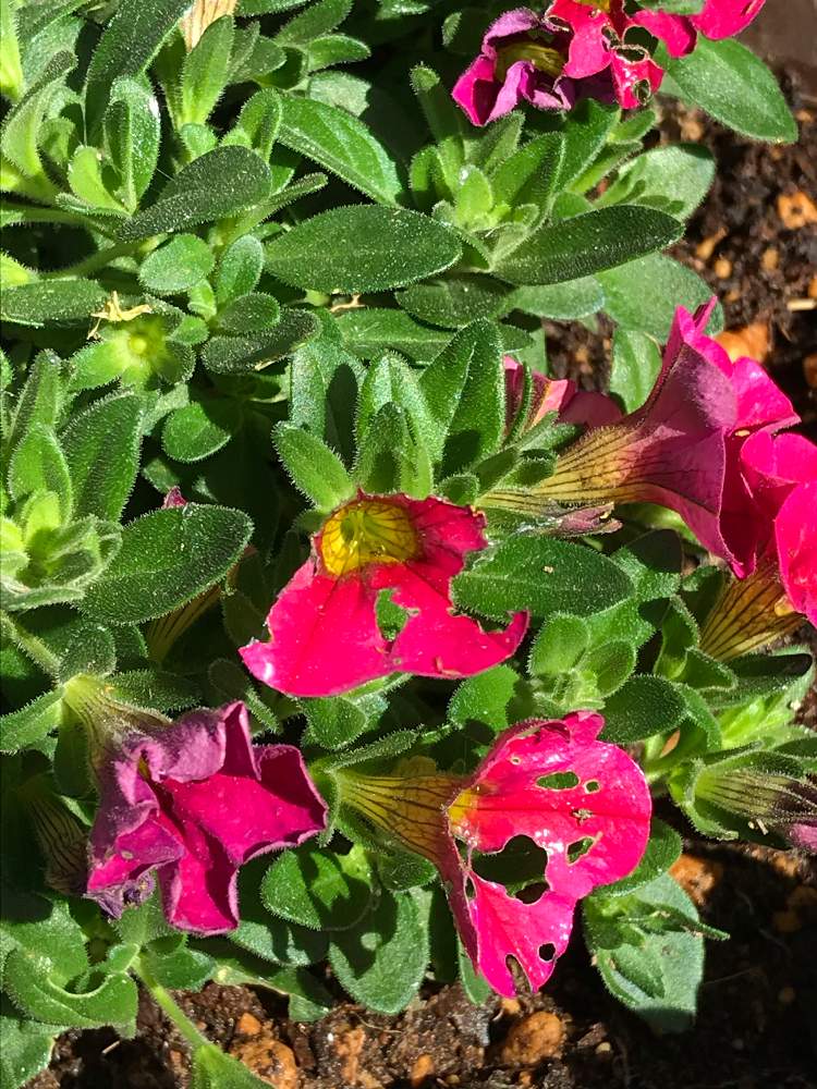 カリブラコア セレブレーションの投稿画像 By Usaさん カリブラコア セレブレーションと鉢植えと花のある暮らしと大好きペチュニア カリブラコアと ナメクジ対策 19月5月30日 Greensnap グリーンスナップ