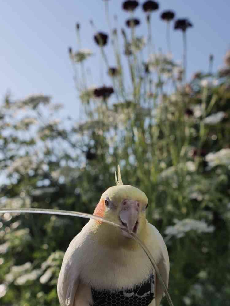 ゆず花さんの山下公園への投稿