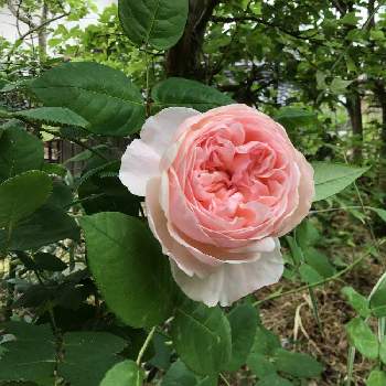 バラ セントセシリアの投稿画像一覧 Greensnap グリーンスナップ