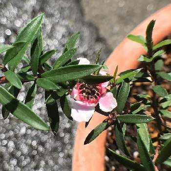 マヌカ ティーツリーの投稿画像一覧 Greensnap グリーンスナップ