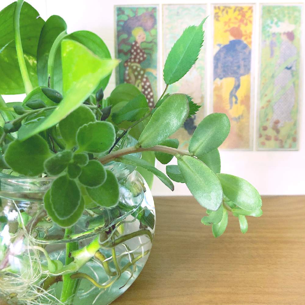 アロマティカスの投稿画像 By うみさん ポーチュラカと多肉植物と観葉植物とgs映えとgs日和と植中毒と緑のある暮らしと水耕栽培と多肉女子とタニラー 19月5月30日 Greensnap グリーンスナップ