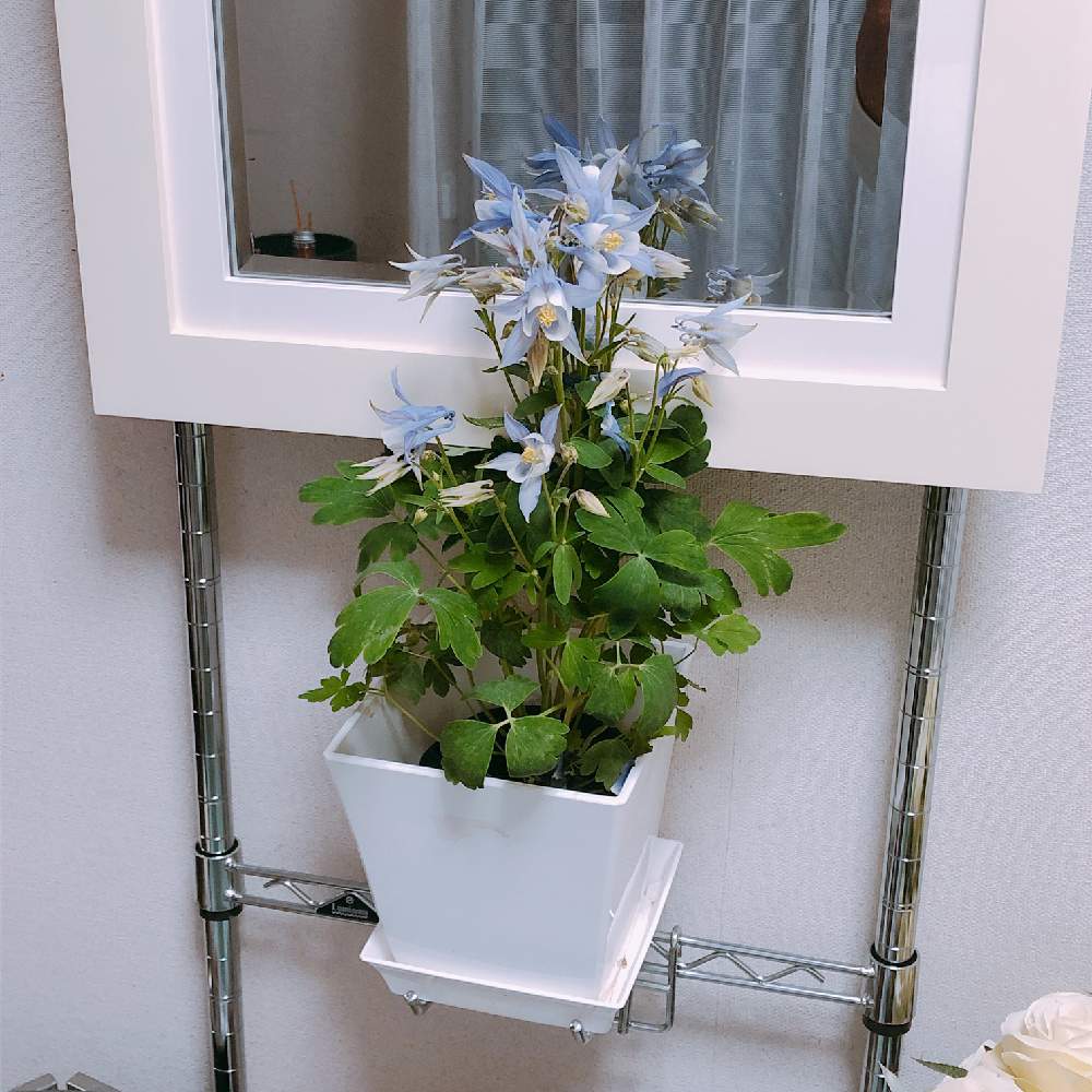 オダマキ 苧環 の投稿画像 By Grace Placeさん 花言葉と花のある暮らしと誕生花とgs映え 19月5月30日 Greensnap グリーンスナップ