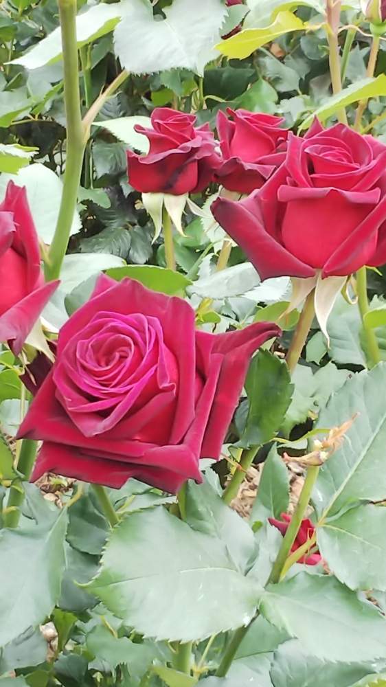 バラの投稿画像 By Kasumiさん 薔薇と薔薇ブラックバカラと美しいと赤い花と花のある暮らしとかわいいとかわいいな 19月5月30日 Greensnap グリーンスナップ